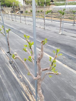 이동엽(양지팜)님의 자유주제 · 자유게시판 작성글 사진