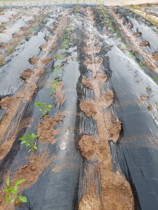 재연농장님의 자유주제 · 자유게시판 작성글 사진