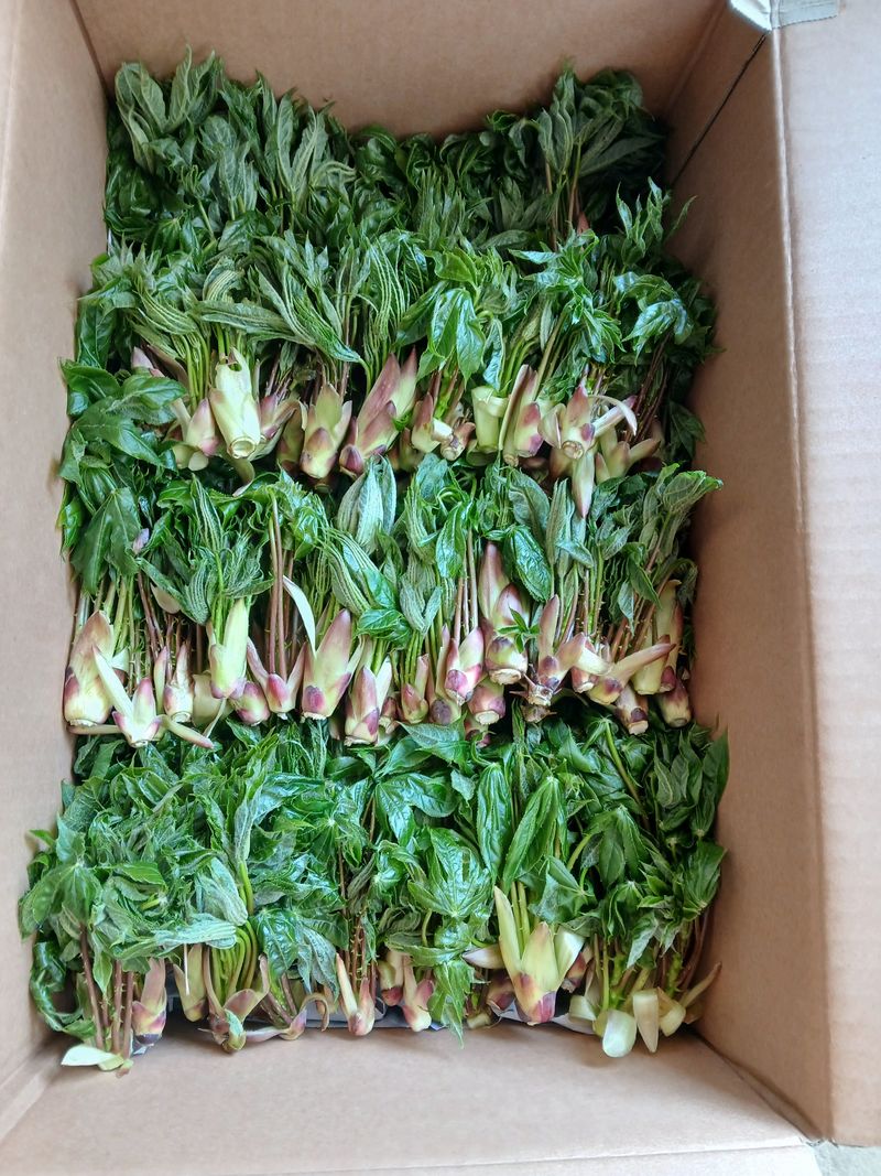 인생은 소풍처럼님의 장터 판매 상품 [ 두릅 엄나무순 옻순1kg선주문제] 첨부 사진