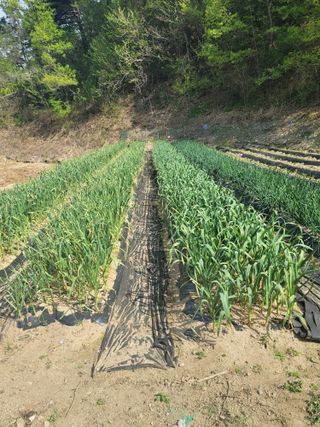 왕초보농부 이금녀님의 🌱내 작물 자랑하기! · 참여글 작성글 사진