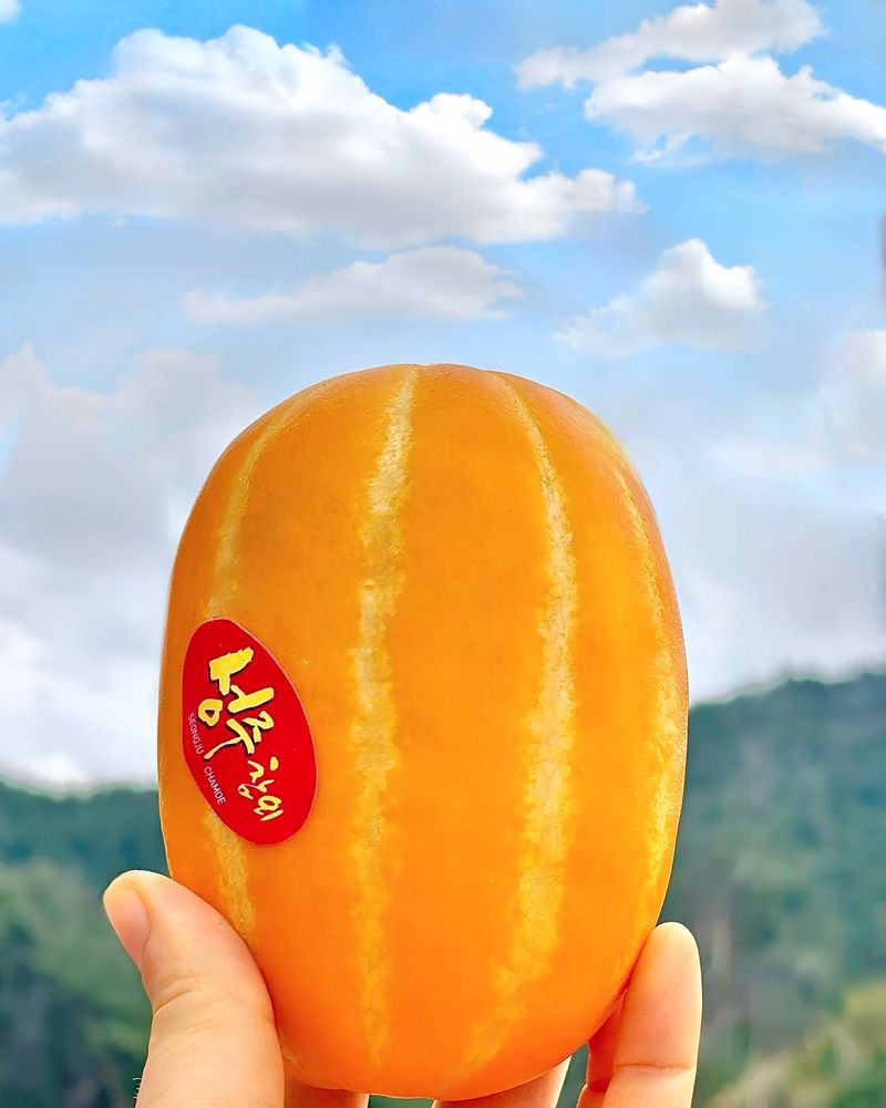 농부손녀님의 장터 판매 상품 [성주 꿀 참외 10kg 35,000원 (무료배송)] 첨부 사진