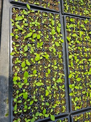 홍천산채농원님의 자유주제 · 자유게시판 작성글 사진