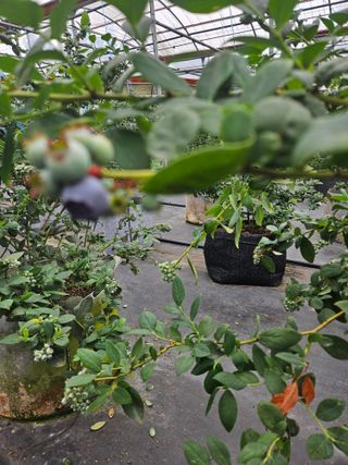 제주 지안이네농장님의 자유주제 · 자유게시판 작성글 사진