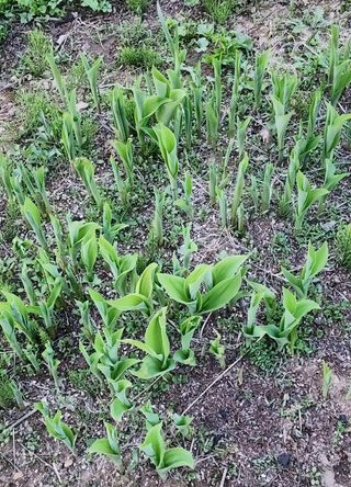 고추건조기부품판매님의 자유주제 · 자유게시판 작성글 사진