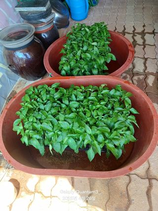 전진규.해돋이님의 자유주제 · 자유게시판 작성글 사진