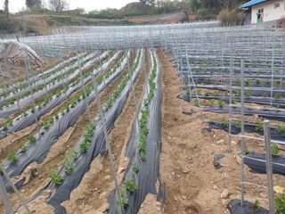 콩나라최여순님의 🌱내 작물 자랑하기! · 참여글 작성글 사진