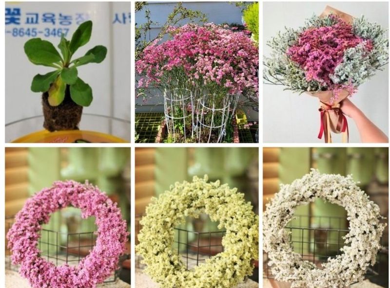 장터 상품 [신품종)시넨시스꽃 모종 3종(3개)(월동 가능)] 썸네일