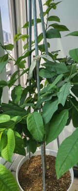 팜모닝 농사, 무엇이든 물어보세요!·참여글 게시글 이미지