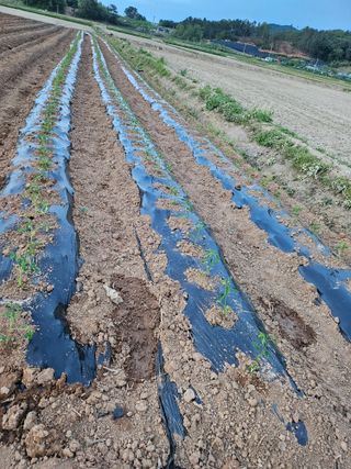 유명숙님의 자유주제 · 자유게시판 작성글 사진