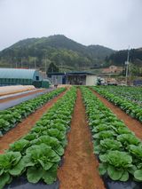 팜모닝 자유주제·자유게시판 게시글 이미지