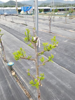 이동엽(양지팜)님의 자유주제 · 자유게시판 작성글 사진