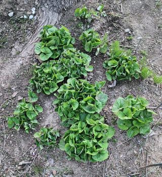 고추건조기부품판매님의 자유주제 · 자유게시판 작성글 사진