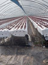 팜모닝 🌱내 작물 자랑하기!·참여글 게시글 이미지