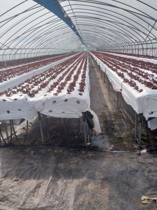 고두윤님의 🌱내 작물 자랑하기! · 참여글 작성글 사진