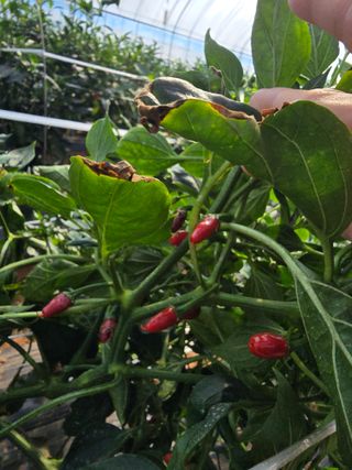 나주 박정화님의 자유주제 · 자유게시판 작성글 사진