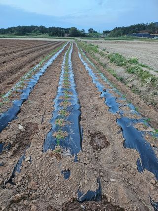 유명숙님의 자유주제 · 자유게시판 작성글 사진