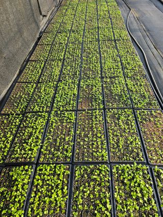 홍천산채농원님의 자유주제 · 자유게시판 작성글 사진