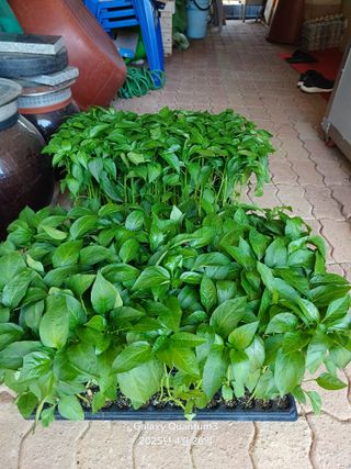 전진규.해돋이님의 자유주제 · 자유게시판 작성글 사진