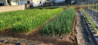 심인보님의 🌱내 작물 자랑하기! · 참여글 작성글 사진