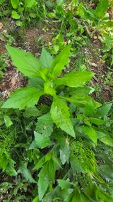 팜모닝 자유주제·자유게시판 게시글 이미지