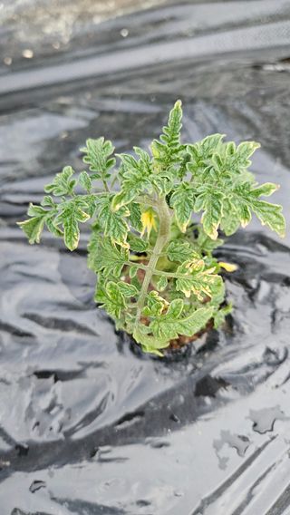 김미옥님의 자유주제 · 자유게시판 작성글 사진