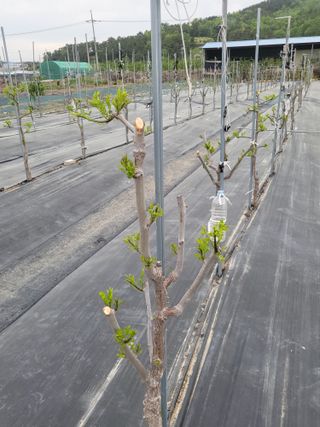 이동엽(양지팜)님의 자유주제 · 자유게시판 작성글 사진