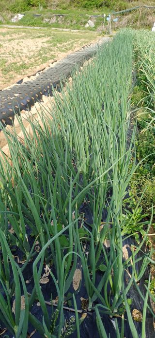 이강재님의 자유주제 · 자유게시판 작성글 사진