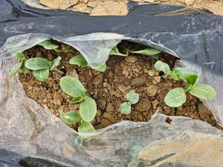 쌍학리 농민님의 농사, 무엇이든 물어보세요! · 참여글 작성글 사진