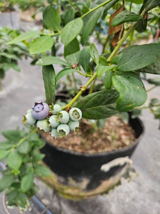 제주 지안이네농장님의 자유주제 · 자유게시판 작성글 사진