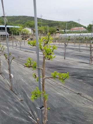 이동엽(양지팜)님의 자유주제 · 자유게시판 작성글 사진