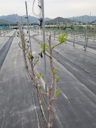 이동엽(양지팜)님의 자유주제 · 자유게시판 작성글 사진