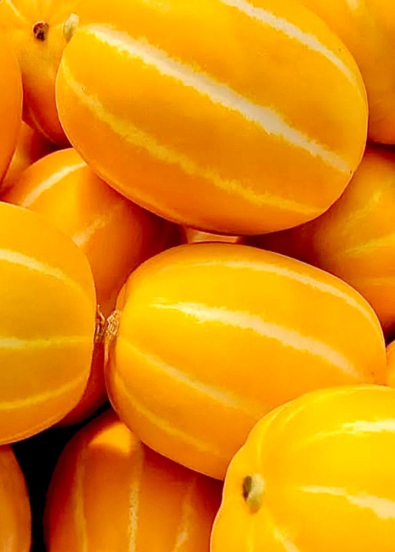 농부손녀님의 장터 판매 상품 [성주 꿀 참외 10kg 35,000원 (무료배송)] 첨부 사진