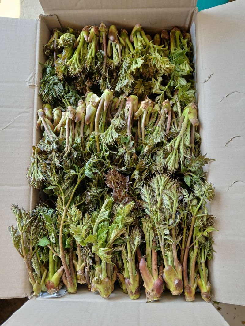 인생은 소풍처럼님의 장터 판매 상품 [ 두릅 엄나무순 옻순1kg선주문제] 첨부 사진