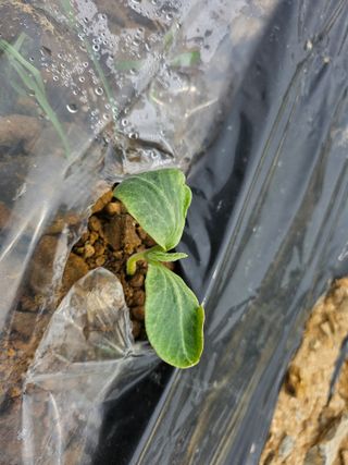 쌍학리 농민님의 농사, 무엇이든 물어보세요! · 참여글 작성글 사진