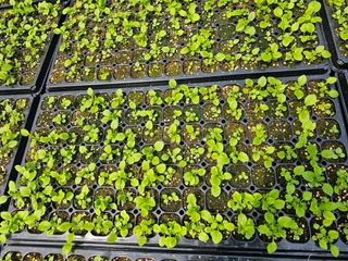 홍천산채농원님의 자유주제 · 자유게시판 작성글 사진