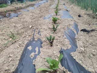 조상희님의 자유주제 · 자유게시판 작성글 사진