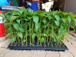 전진규.해돋이님의 자유주제 · 자유게시판 작성글 사진