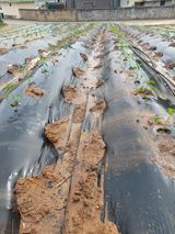 팜모닝 자유주제·자유게시판 게시글 이미지