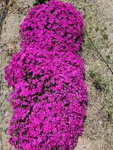 팜모닝 자유주제·자유게시판 게시글 이미지