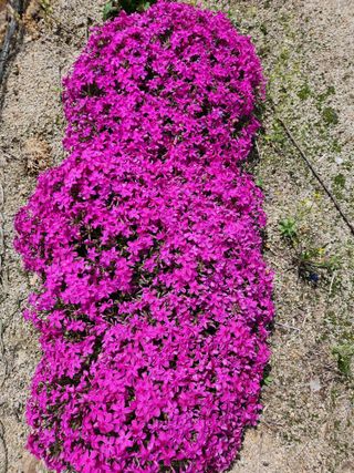 보은 김영순님의 자유주제 · 자유게시판 작성글 사진