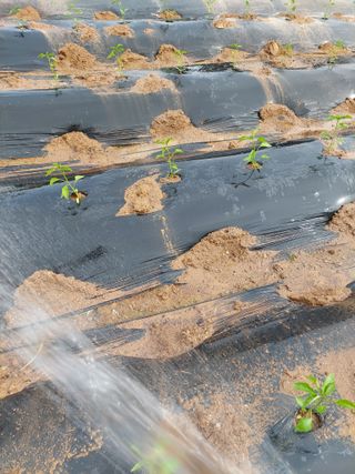 재연농장님의 자유주제 · 자유게시판 작성글 사진