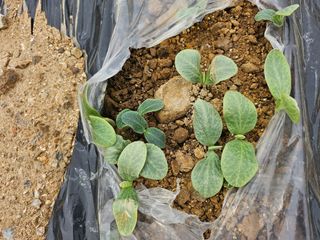 쌍학리 농민님의 농사, 무엇이든 물어보세요! · 참여글 작성글 사진