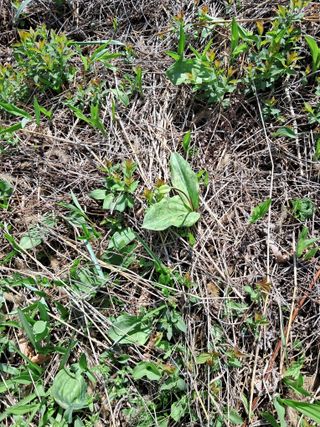 고산국토사랑풀뽑기님의 자유주제 · 자유게시판 작성글 사진