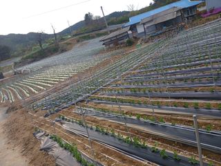 콩나라최여순님의 🌱내 작물 자랑하기! · 참여글 작성글 사진