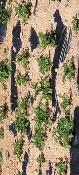 팜모닝 자유주제·자유게시판 게시글 이미지