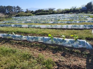 문광석님의 🌱내 작물 자랑하기! · 참여글 작성글 사진