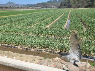 표고버섯11300님의 🌱내 작물 자랑하기! · 참여글 작성글 사진