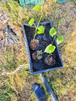 김영진(전남영광)님의 자유주제 · 자유게시판 작성글 사진