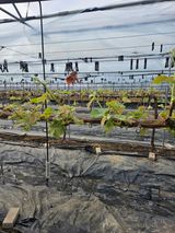 팜모닝 · 게시글 이미지