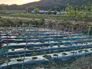 백호순(후추)님의 자유주제 · 자유게시판 작성글 사진